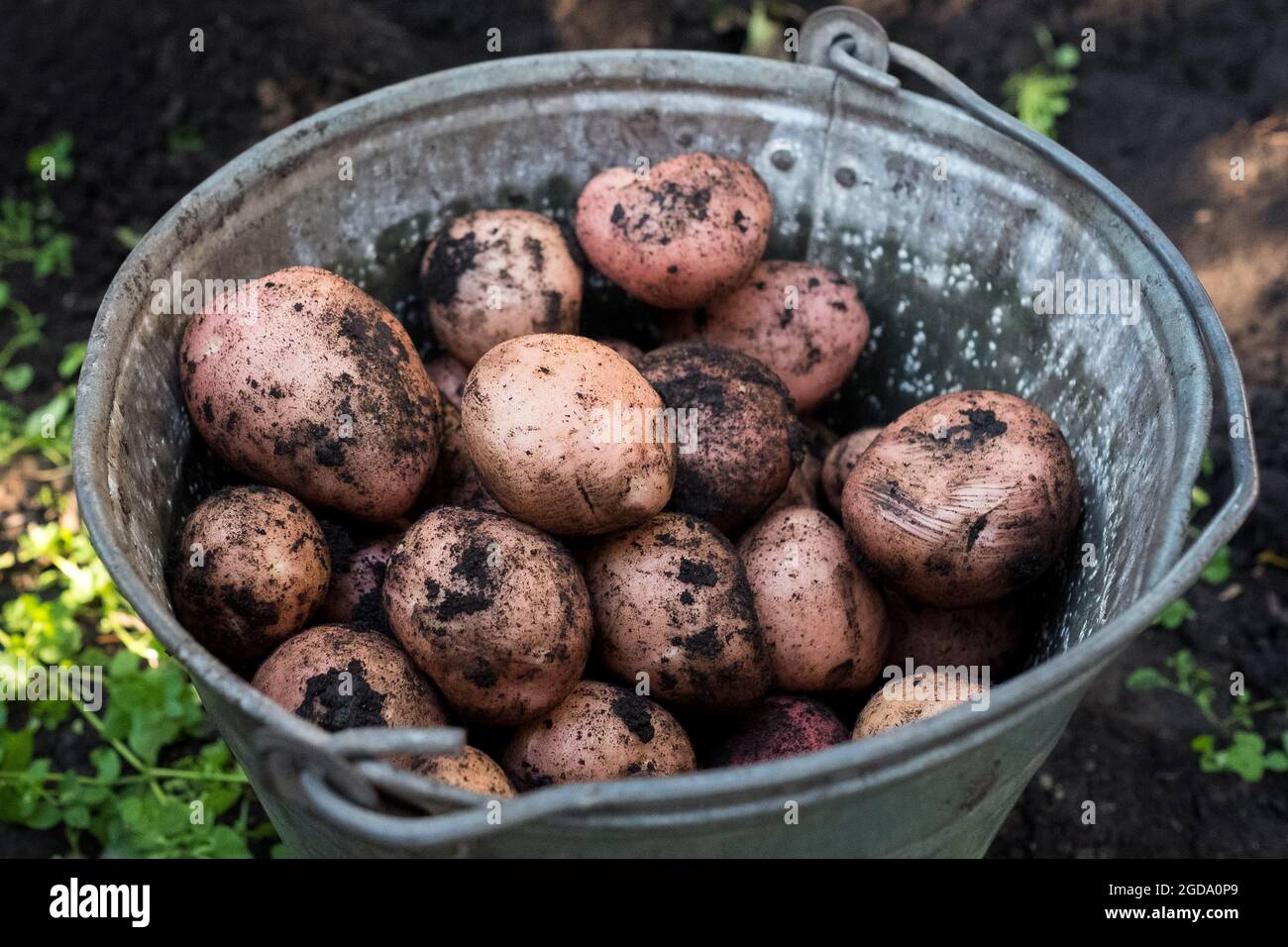 Patate nella fede del metallo, raccolta. Nessuno. Foto Stock