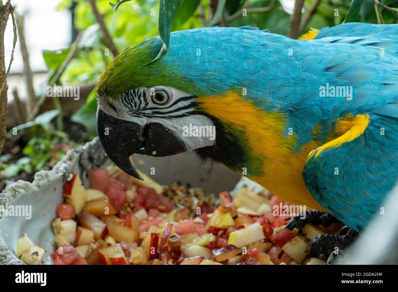 Un primo piano di un macaw blu-e-giallo (Ara ararauna), conosciuto anche come il macaw blu-e-oro brillante e vibrante pappagallo primo piano.mangiare frutta Foto Stock
