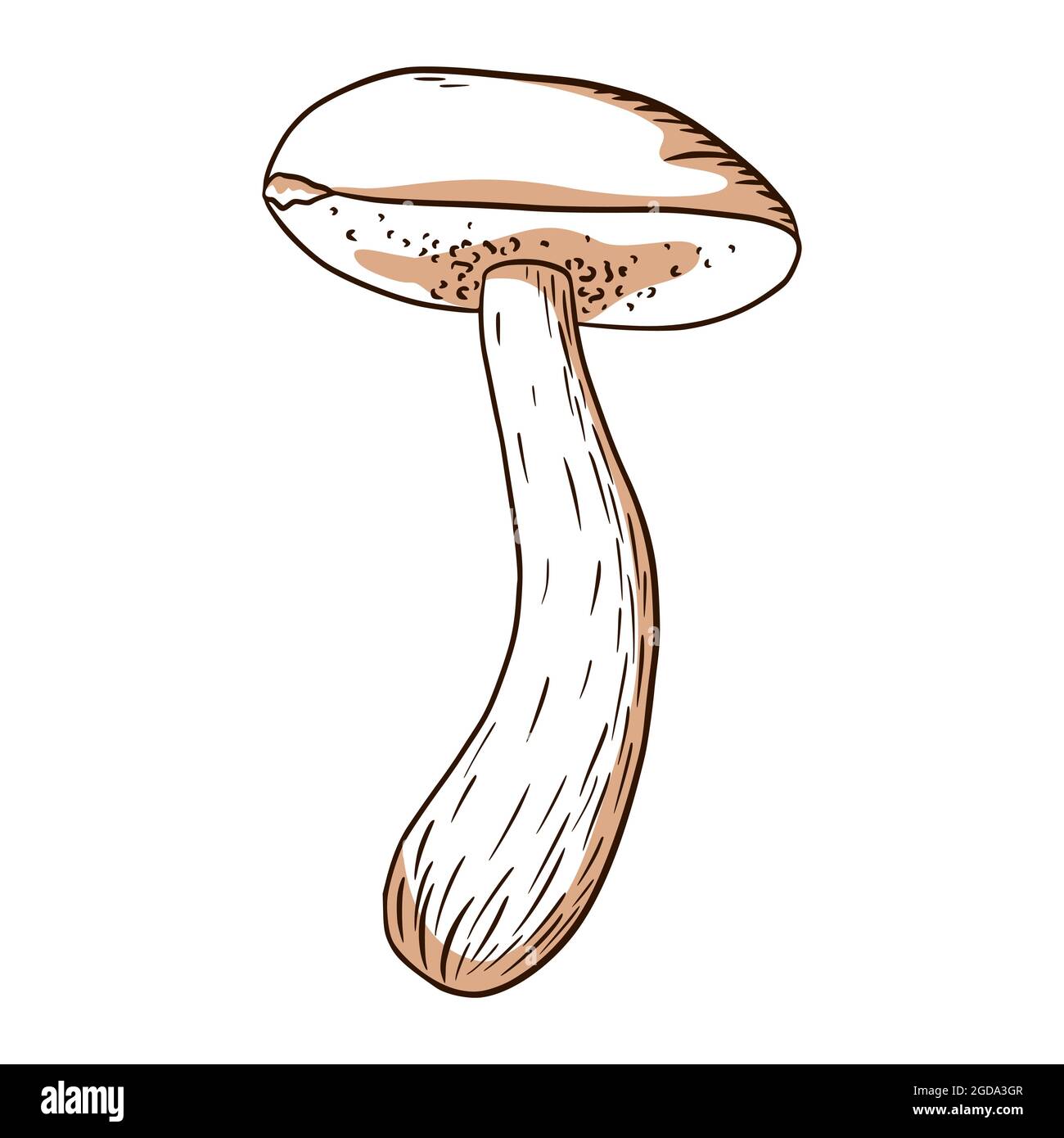 Illustrazione di Forest Mushroom. Icona a forma di boletus line art per logo, emblema, stampe, adesivi, fogli di lavoro da colorare, design e decorazione del menu Illustrazione Vettoriale