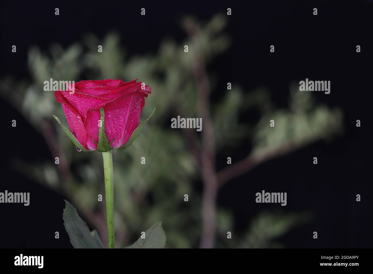 Una rosa rossa singola con fogliame sullo sfondo Foto Stock