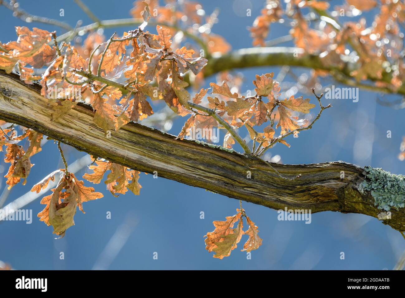 Ramo di quercia con foglie secche d'autunno Foto stock - Alamy