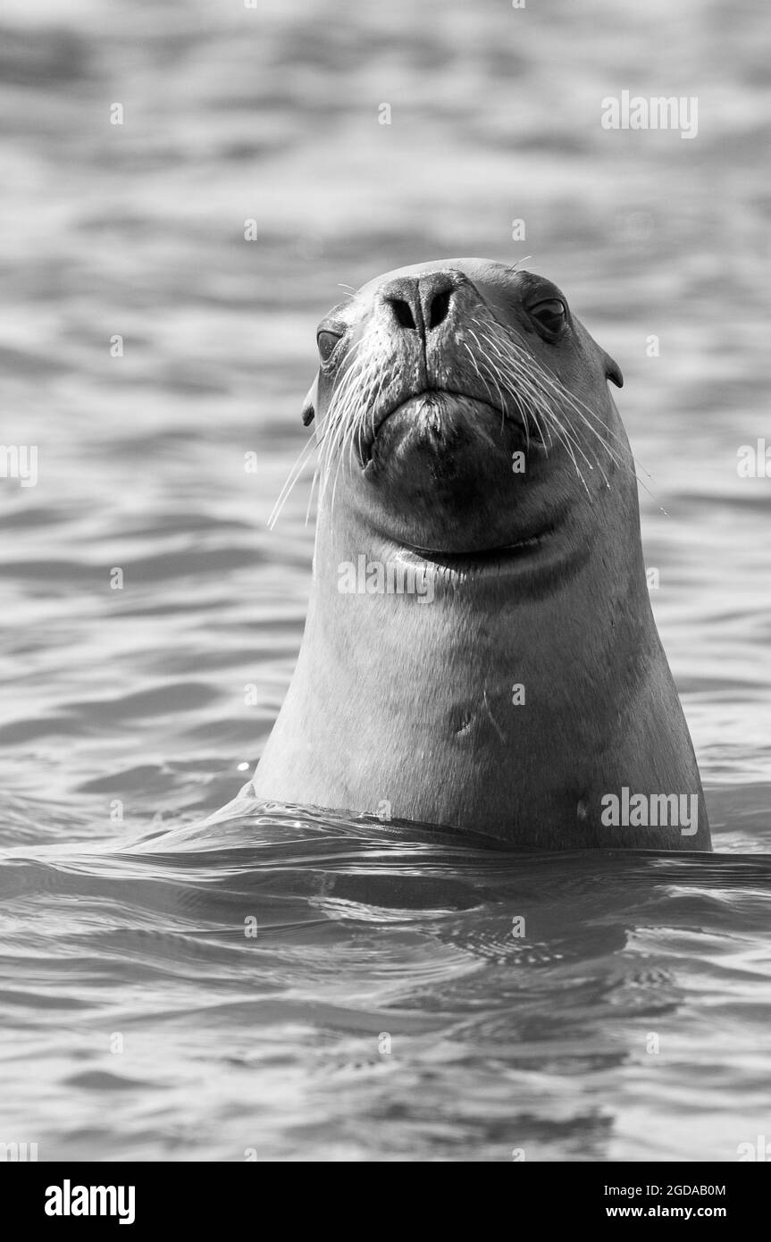 Cucino leone mare , Patagonia Argentina Foto Stock