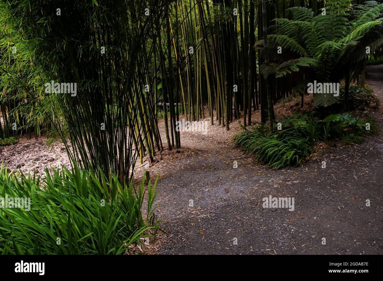 Sentieri tra bambù che crescono nei giardini sub-tropicali Trebah in Cornovaglia. Foto Stock
