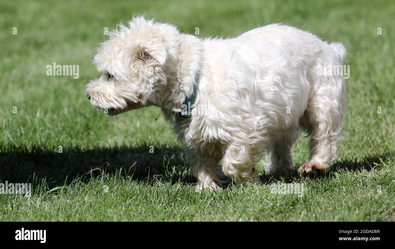 Primo piano del West Highland White Terrier, comunemente noto come Westie che cammina sull'erba. Foto Stock