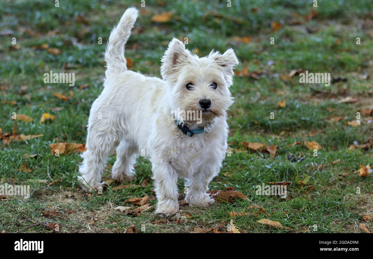 Primo piano del West Highland White Terrier, comunemente noto come Westie in piedi sull'erba. Foto Stock