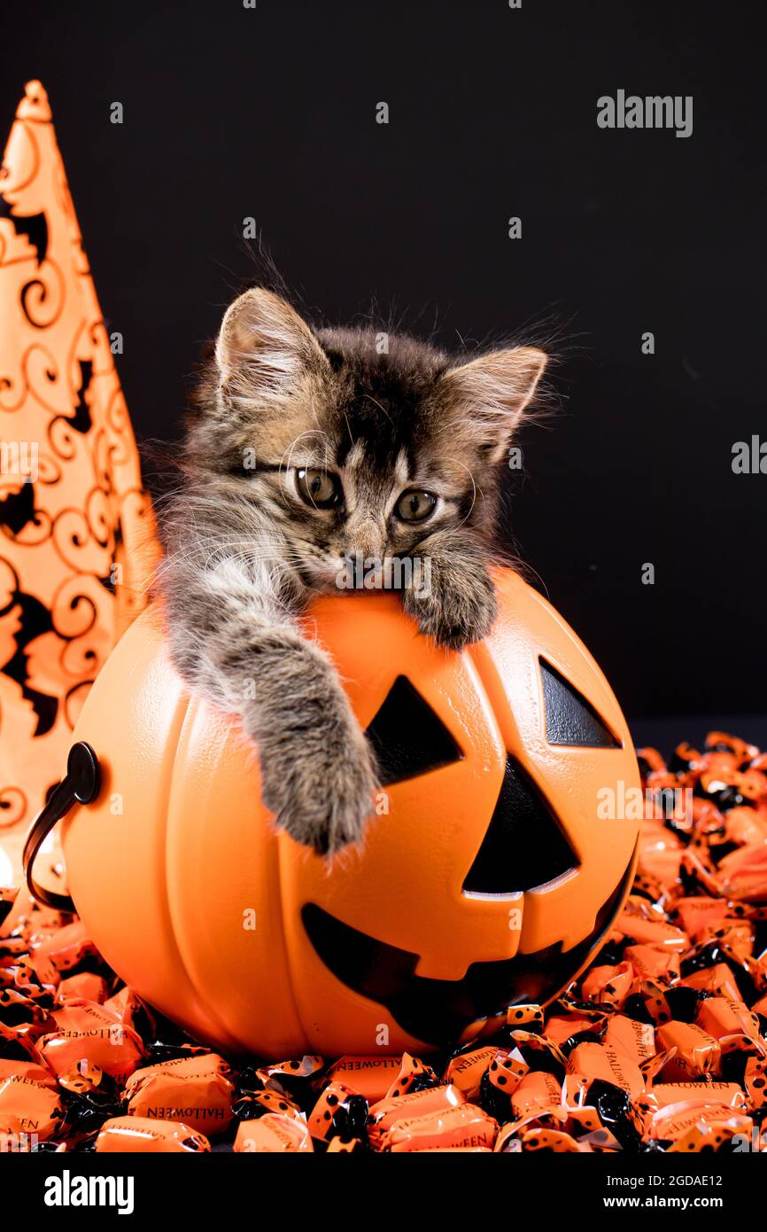 Scheda verticale Halloween. Un gatto con le ali si siede in un secchio di zucca su uno sfondo nero. Posiziona per il testo. Foto Stock