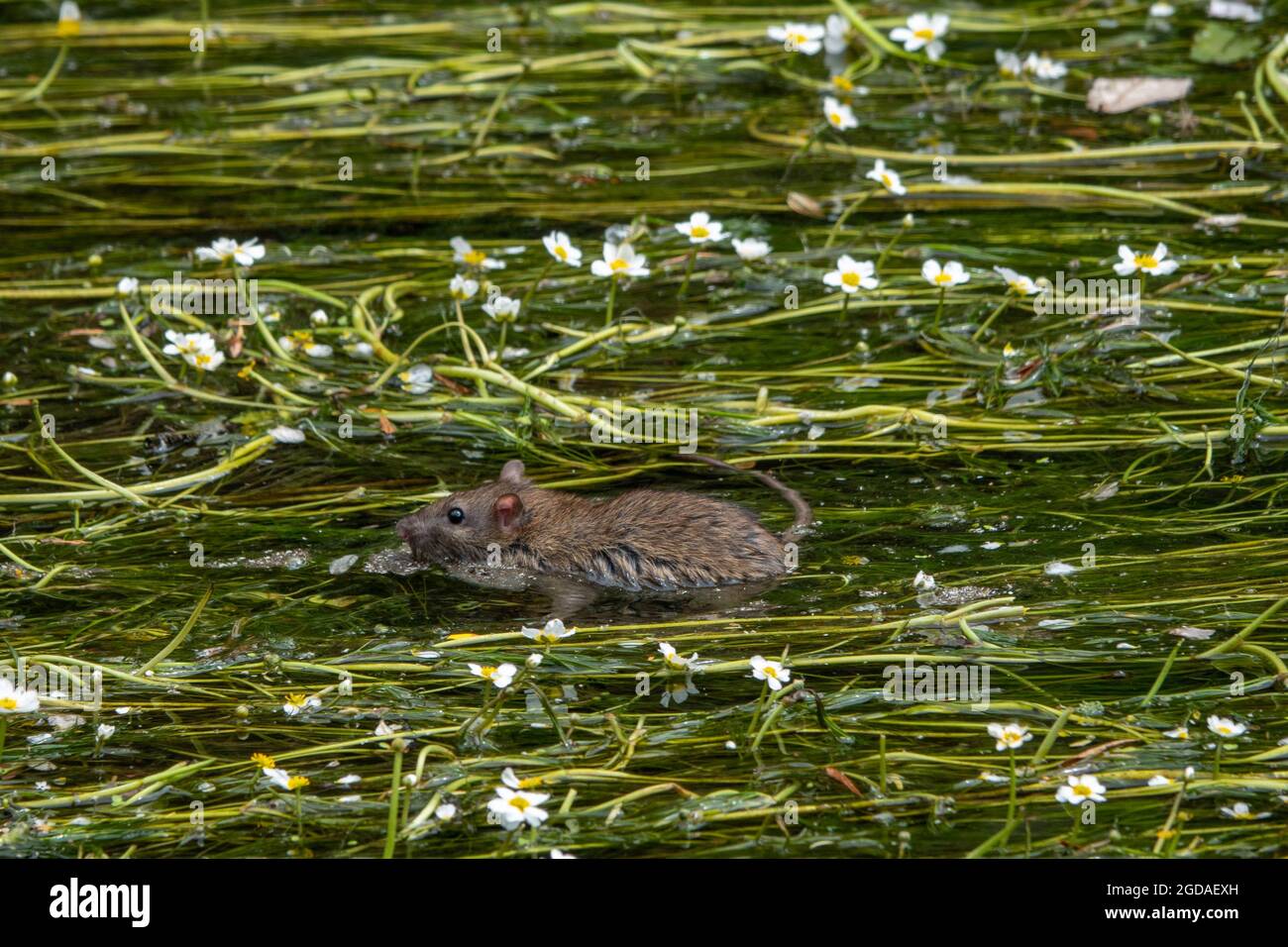 acqua rat nuoto tra le canne e fiori nel fiume Foto Stock