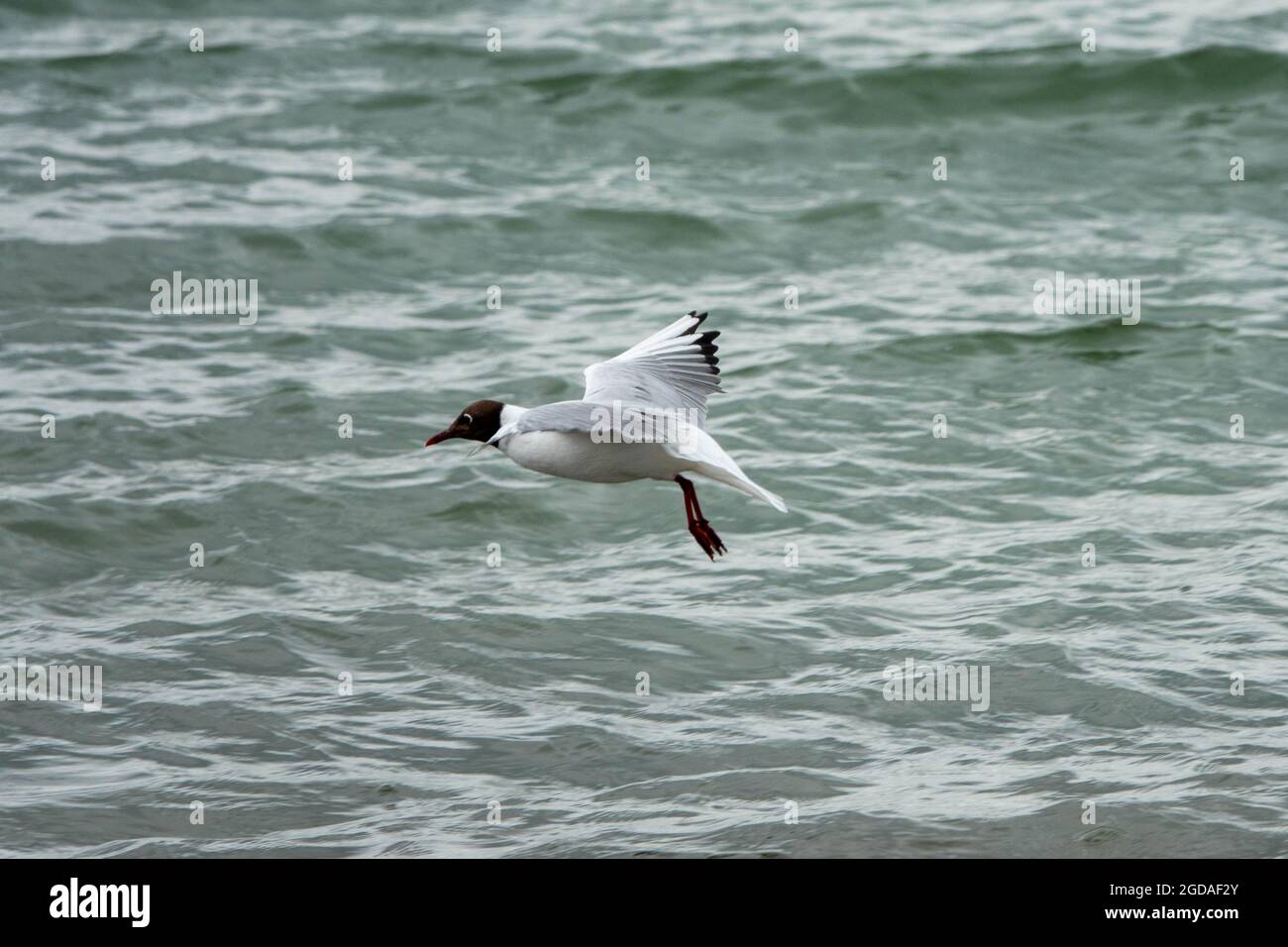 gabbiano a testa nera con piumaggio estivo che vola sul mare Foto Stock