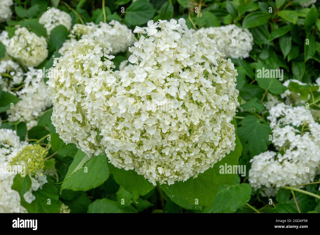 Titolo hydrangea arborsecens comunemente noto come hydrangea liscio selvaggio hydrangea sezabbad o fiore di pecora Foto Stock