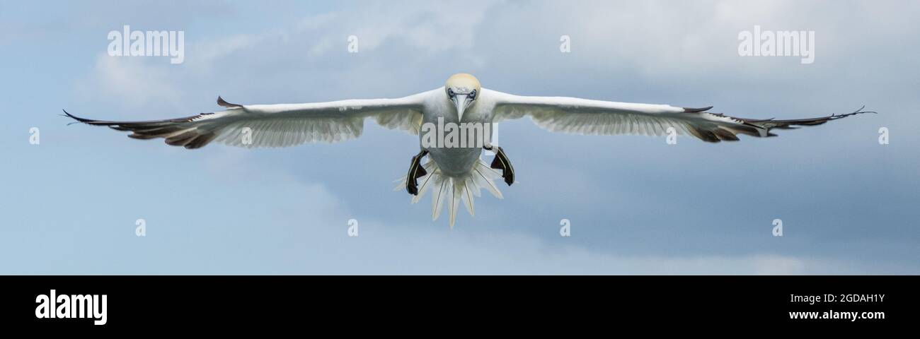 Gannet settentrionale che vola a terra Foto Stock