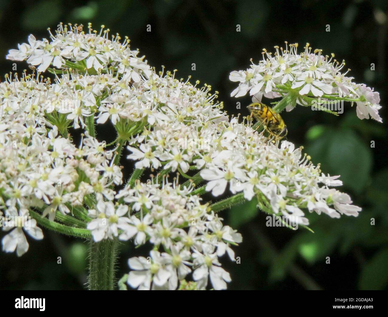 ape bumble che raccoglie polline da alghe noto anche come pastinaca vacca Foto Stock