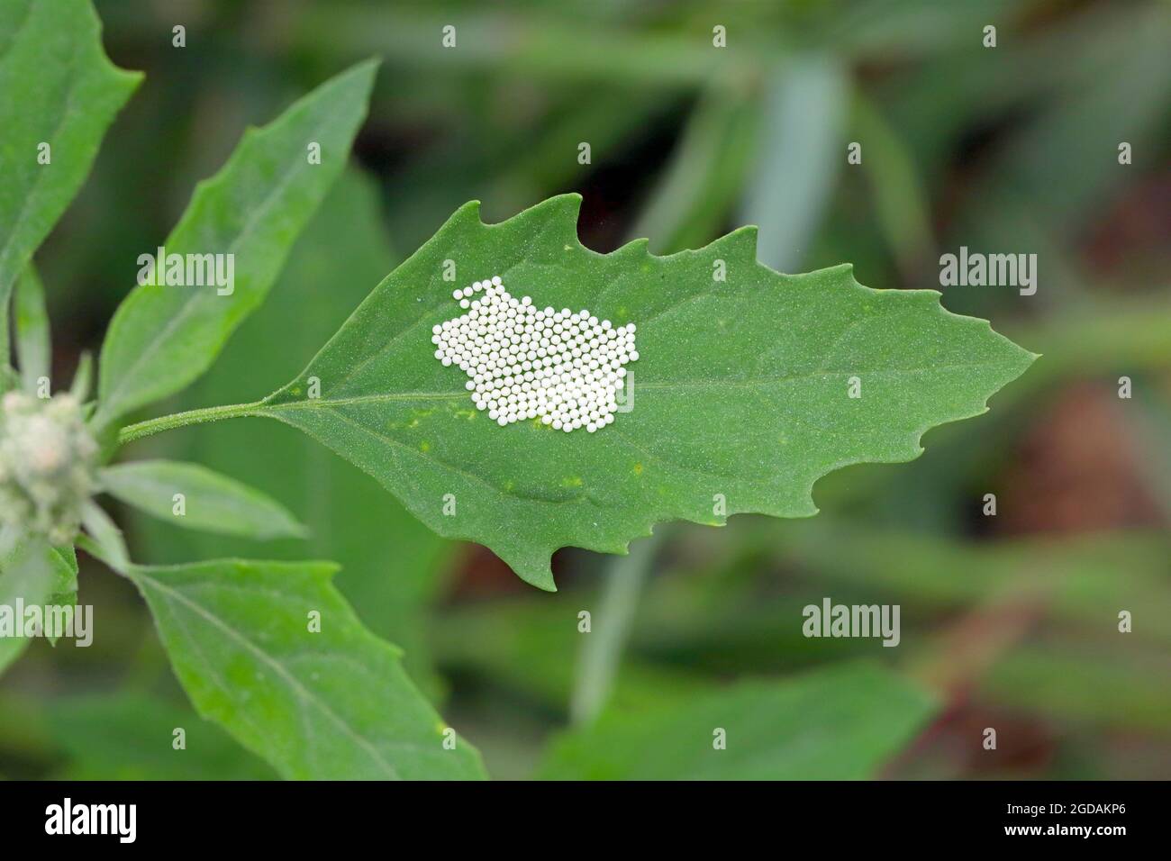 Uova di falena su foglia di quinoa bianca. Foto Stock