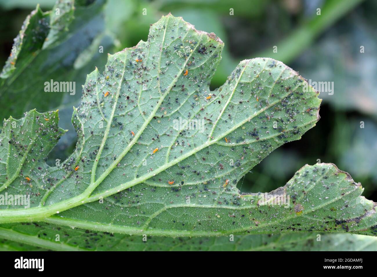 Attacco di afidi (Aphis gossypii) sulle foglie di zucchine Foto Stock