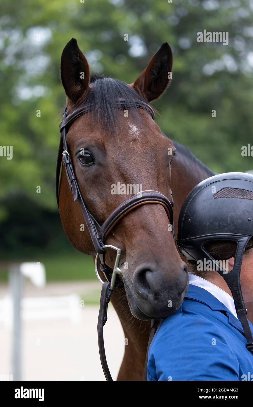 Primo piano della testa di un cavallo accanto a una donna. Foto Stock