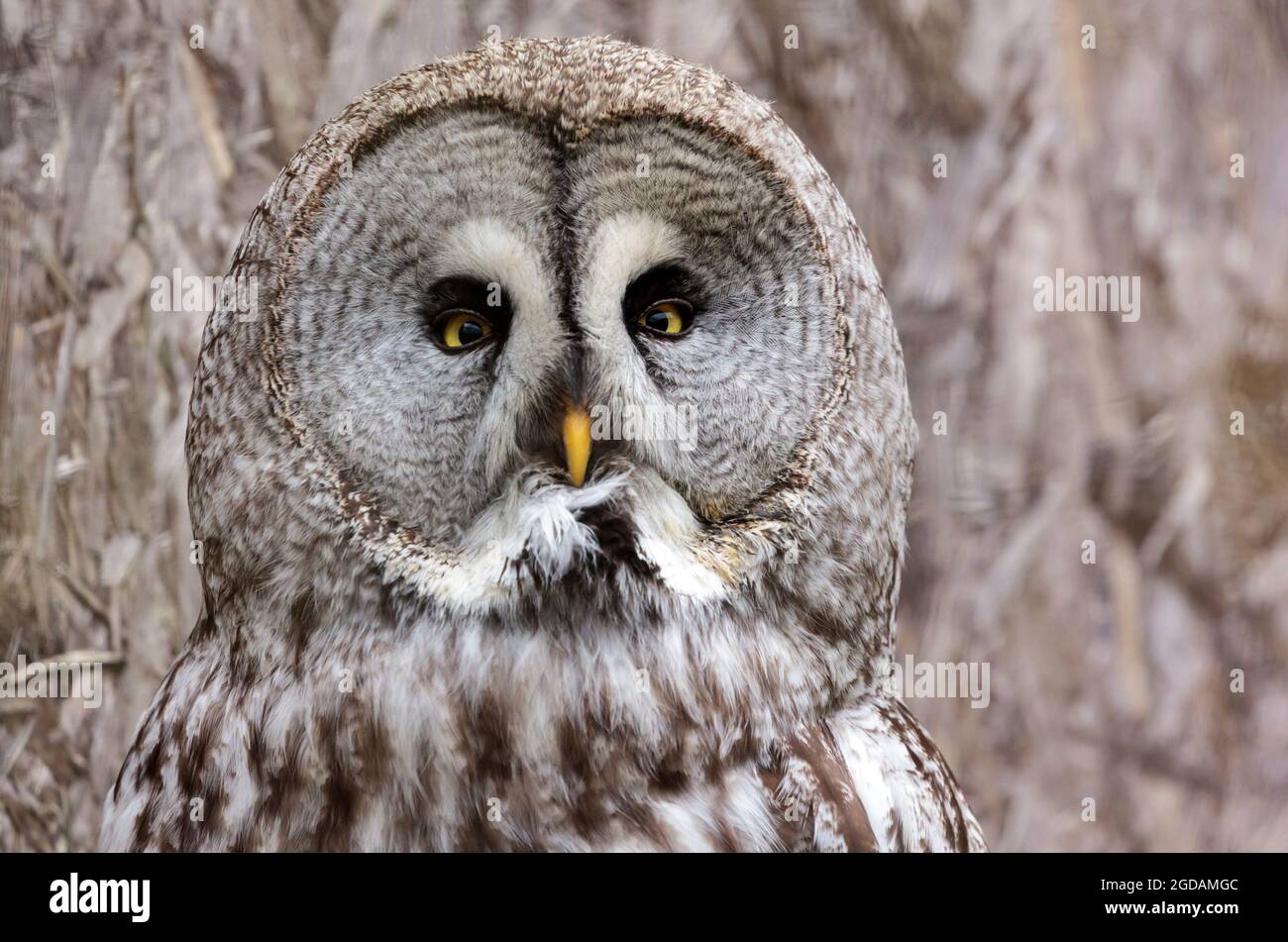 Grande Grigio Allocco (Strix nebulosa) Foto Stock