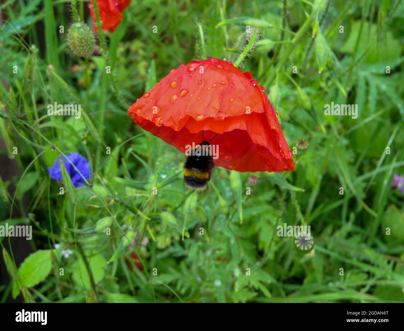 ape sconnessa che raccoglie polline da un bel papavero rosso brillante Foto Stock