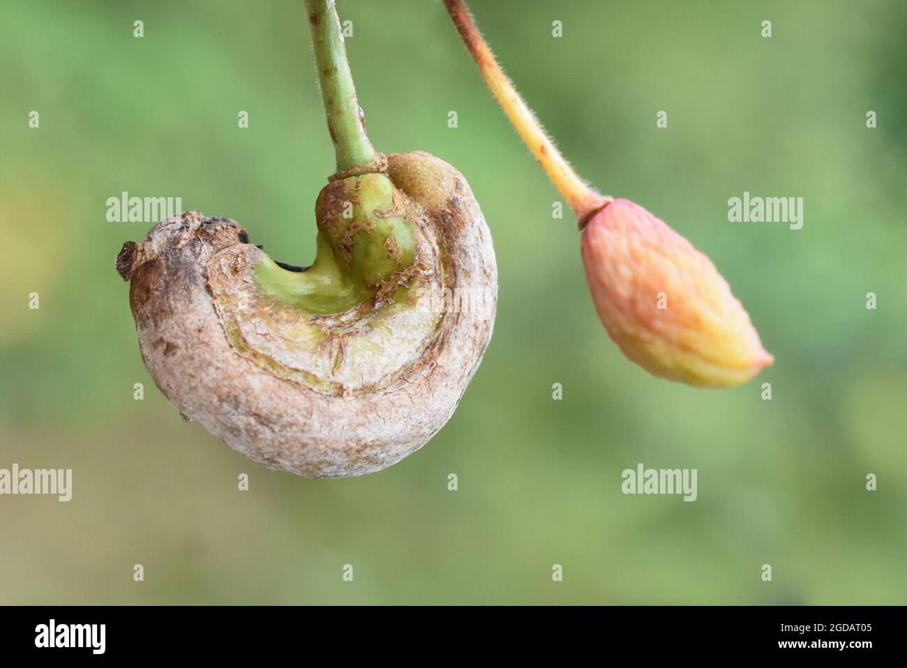 Infezione da fungo da plum gall Taphrina pruni su frutti di prugne Foto Stock