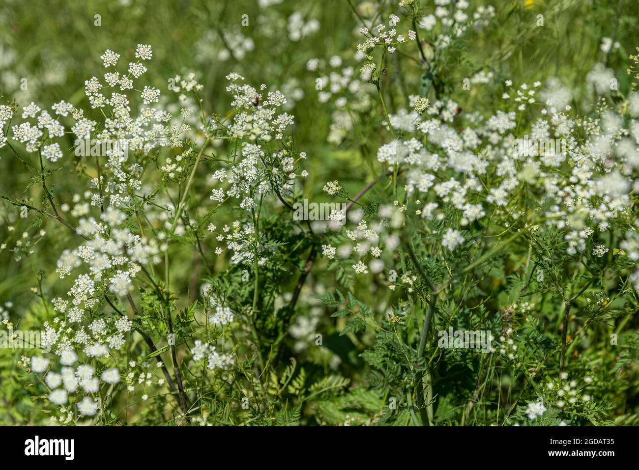 Fiori gialli e bianchi nel prato verde primaverile Foto Stock