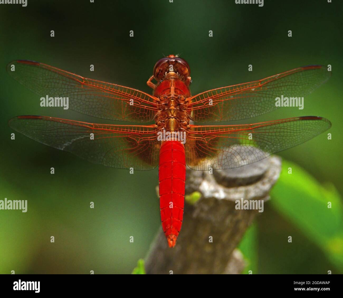 Red Dragonfly arroccato su un ramo morto Foto Stock