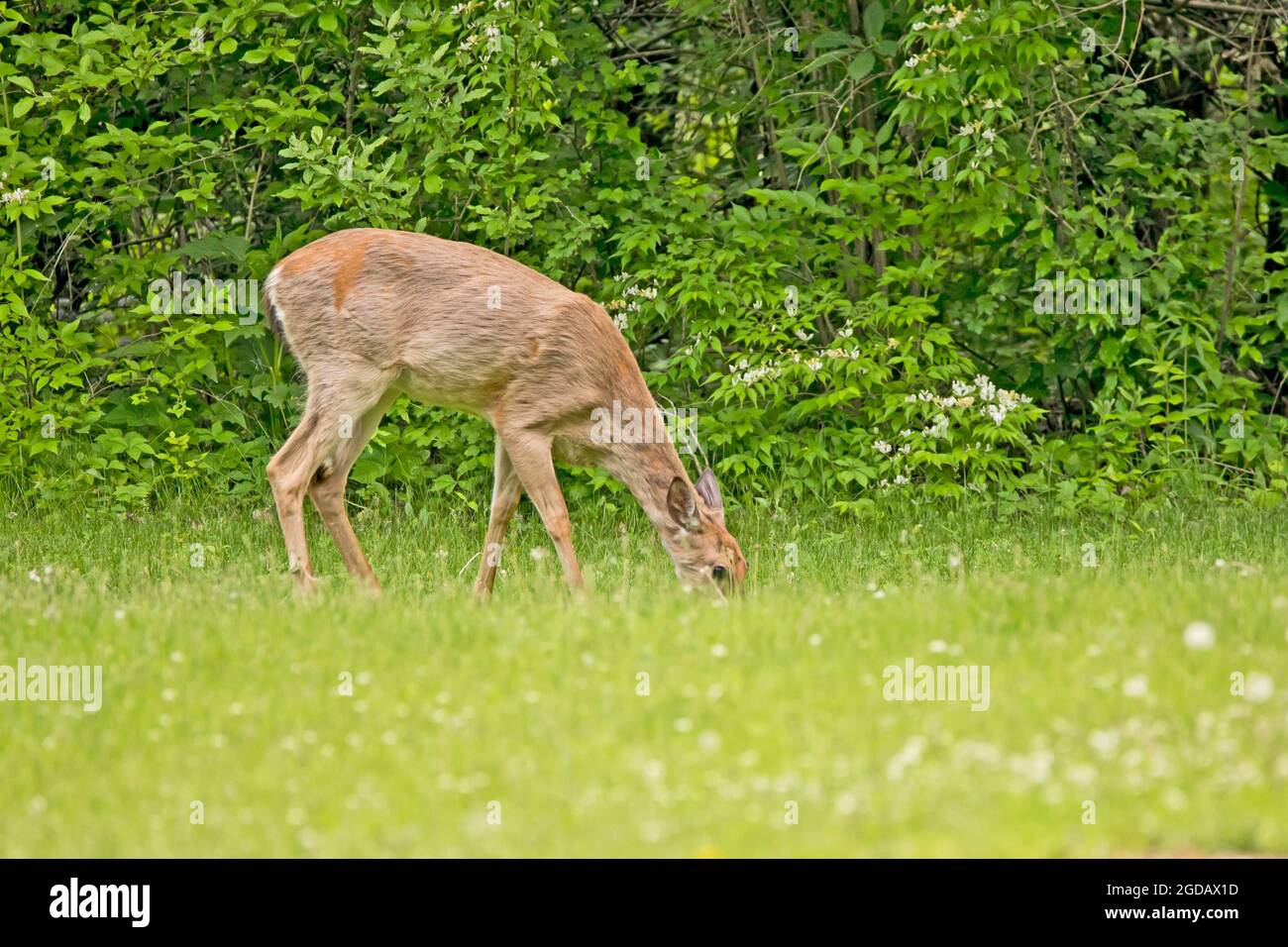 Doe pascolo nel prato Foto Stock