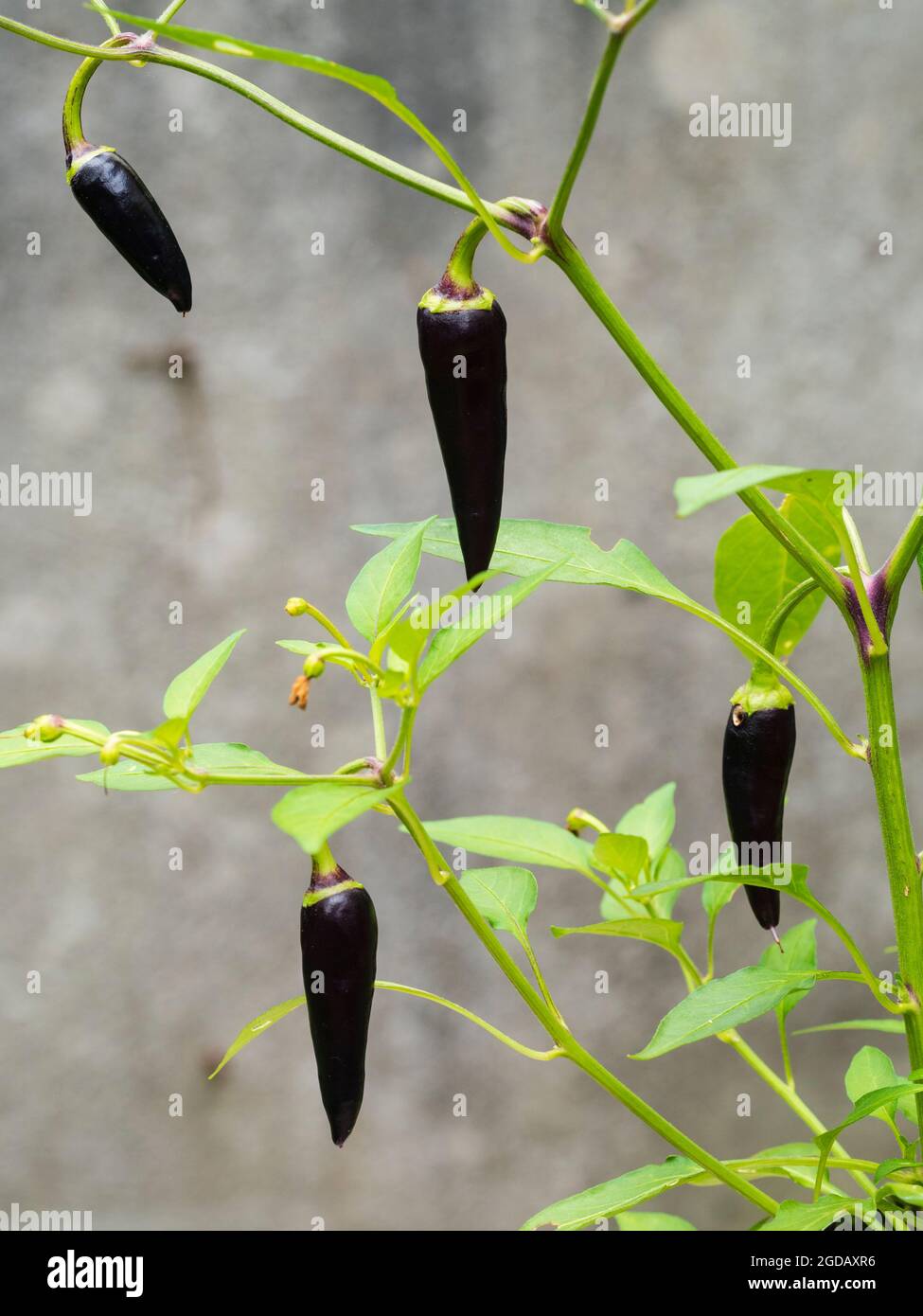 Frutti porpora del peperoncino medio caldo, Capsicum annuum "gusto viola F1" Foto Stock