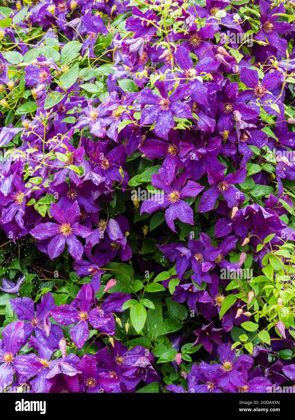 Fiori viola del Gruppo 3, scalatore ardito in fiore alla fine dell'estate, Clematis viticella 'Etoile Violette' Foto Stock