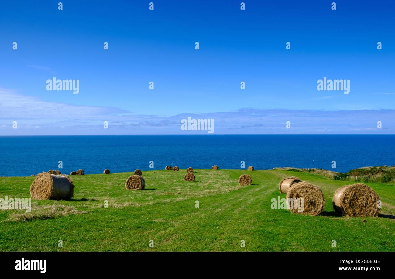Fieno rotondo o chiodi di paglia alla costa gallese preso da Nant-y-CROI Farm campeggio sito in Galles, Regno Unito. 2021 Foto Stock