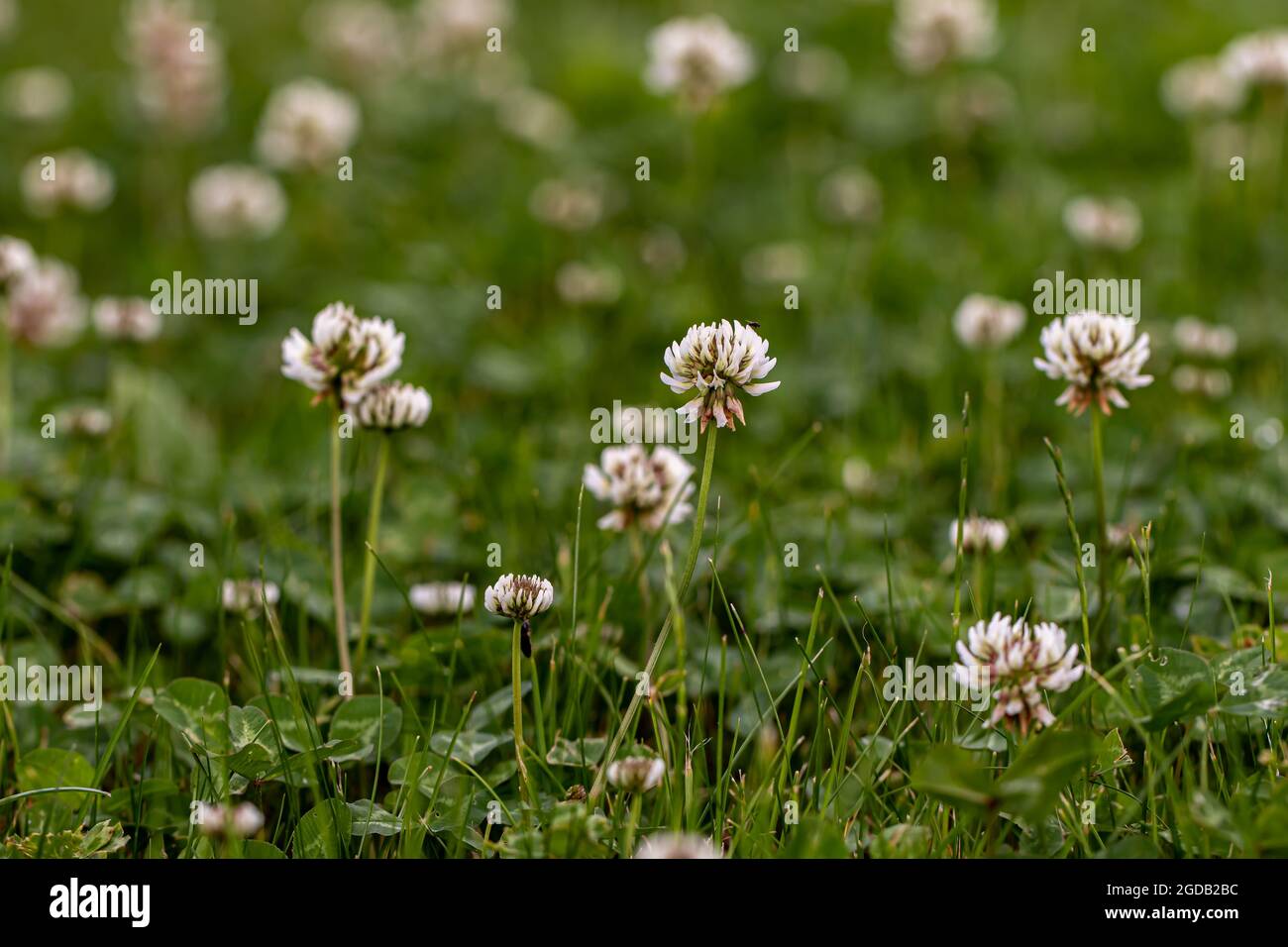 Trifolium ripenes fiore in prato Foto Stock