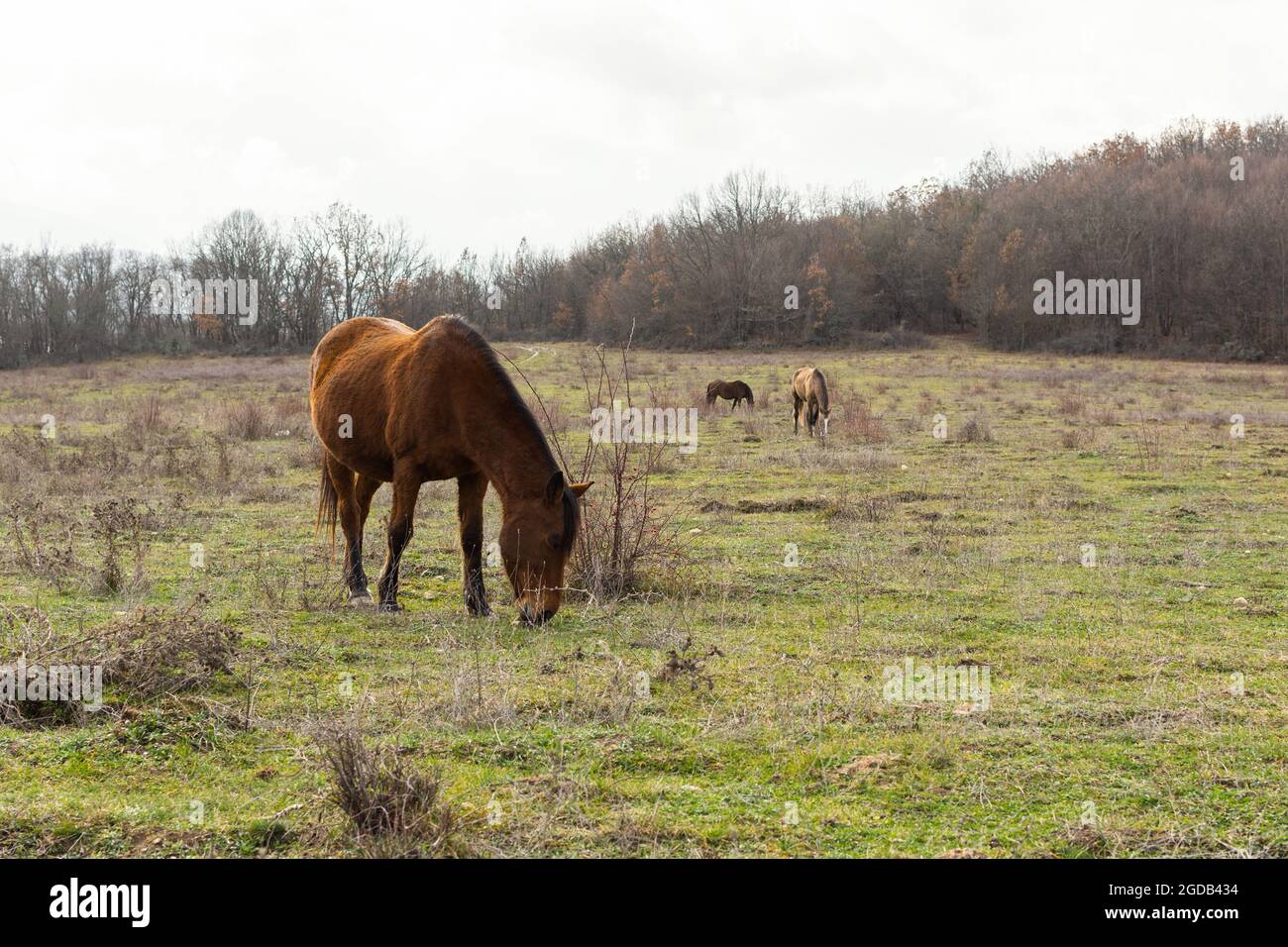 Cavallo pascolo primavera prato verde erba. Paesaggio rurale tranquillo atmosfera. Giovani cavalli bruni pascolano l'erba nel pascolo. Il concetto di paese l Foto Stock