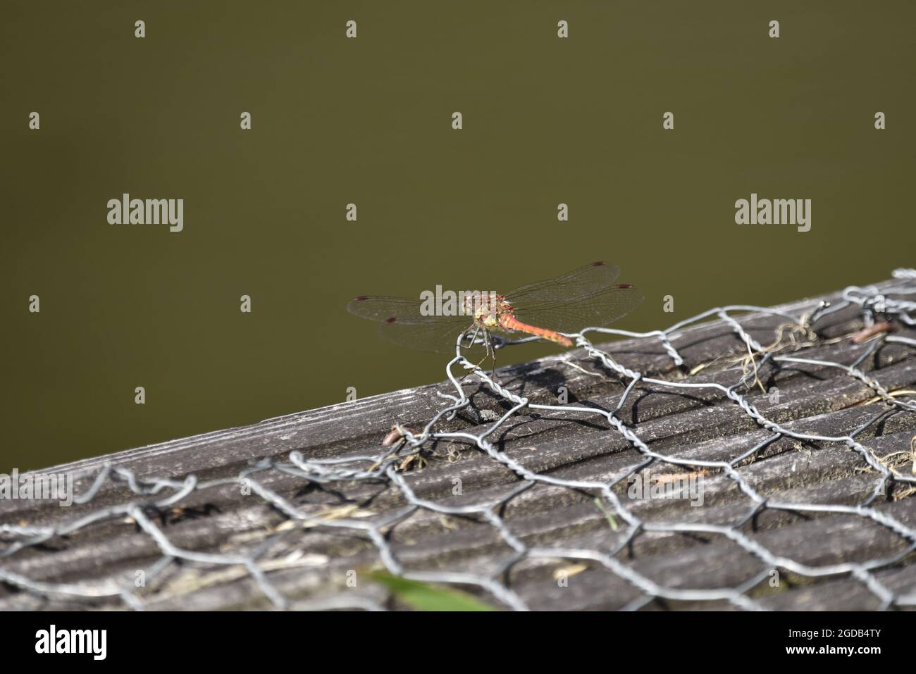 Left-Profile Close-Up di Male comune Darter Dragonfly (Sympetrum striolatum) in procinto di entrare in acqua con testa e ali al sole nel Regno Unito in estate Foto Stock