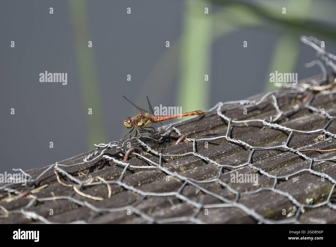 Primo piano sul lato sinistro di Male comune Darter Dragonfly (Sympetrum striolatum) arroccato sul bordo di un lago in estate in Galles, con corpo intero in fuoco Foto Stock