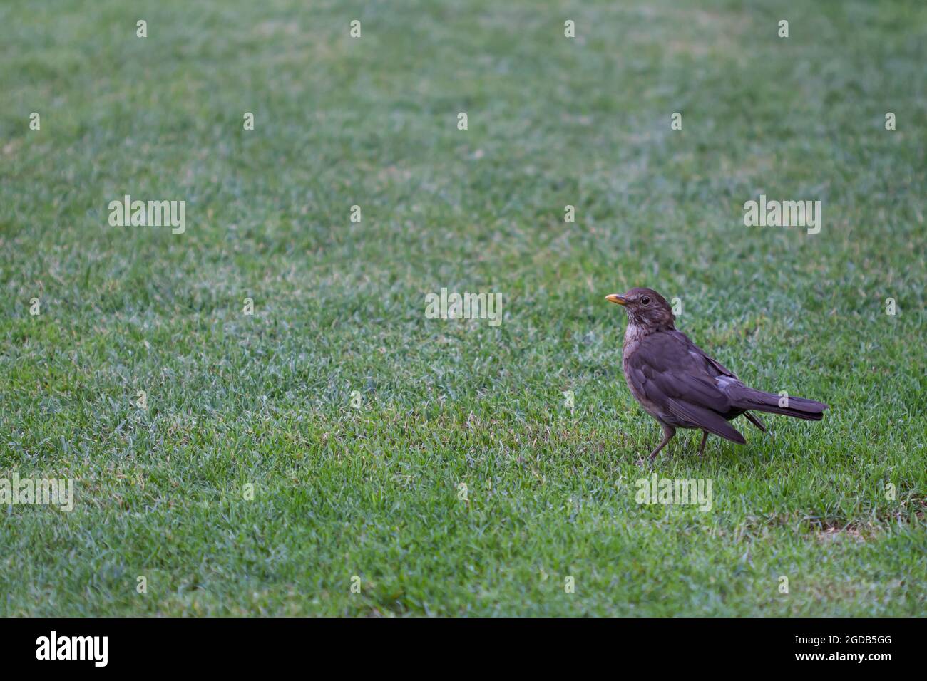 Primo piano di un anello ouzel in piedi sull'erba. Foto Stock