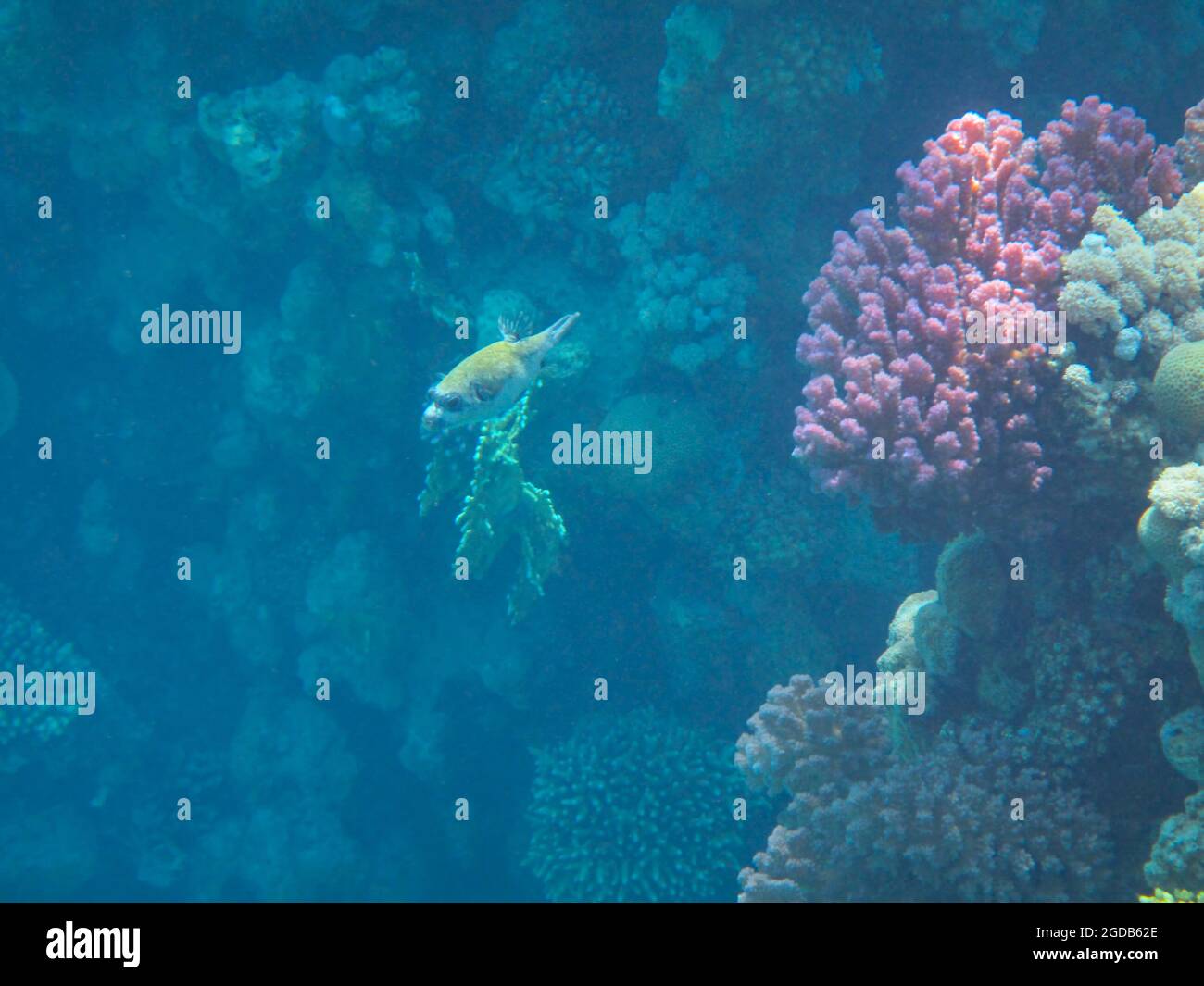 Fotografia subacquea delle barriere coralline del Mar Rosso nel Sinai del Sud Foto Stock