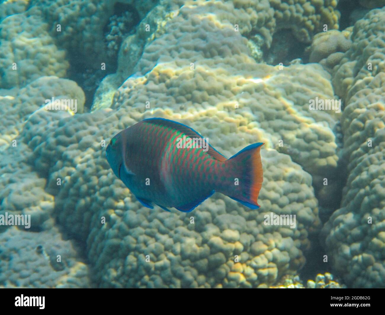 Fotografia subacquea delle barriere coralline del Mar Rosso nel Sinai del Sud Foto Stock