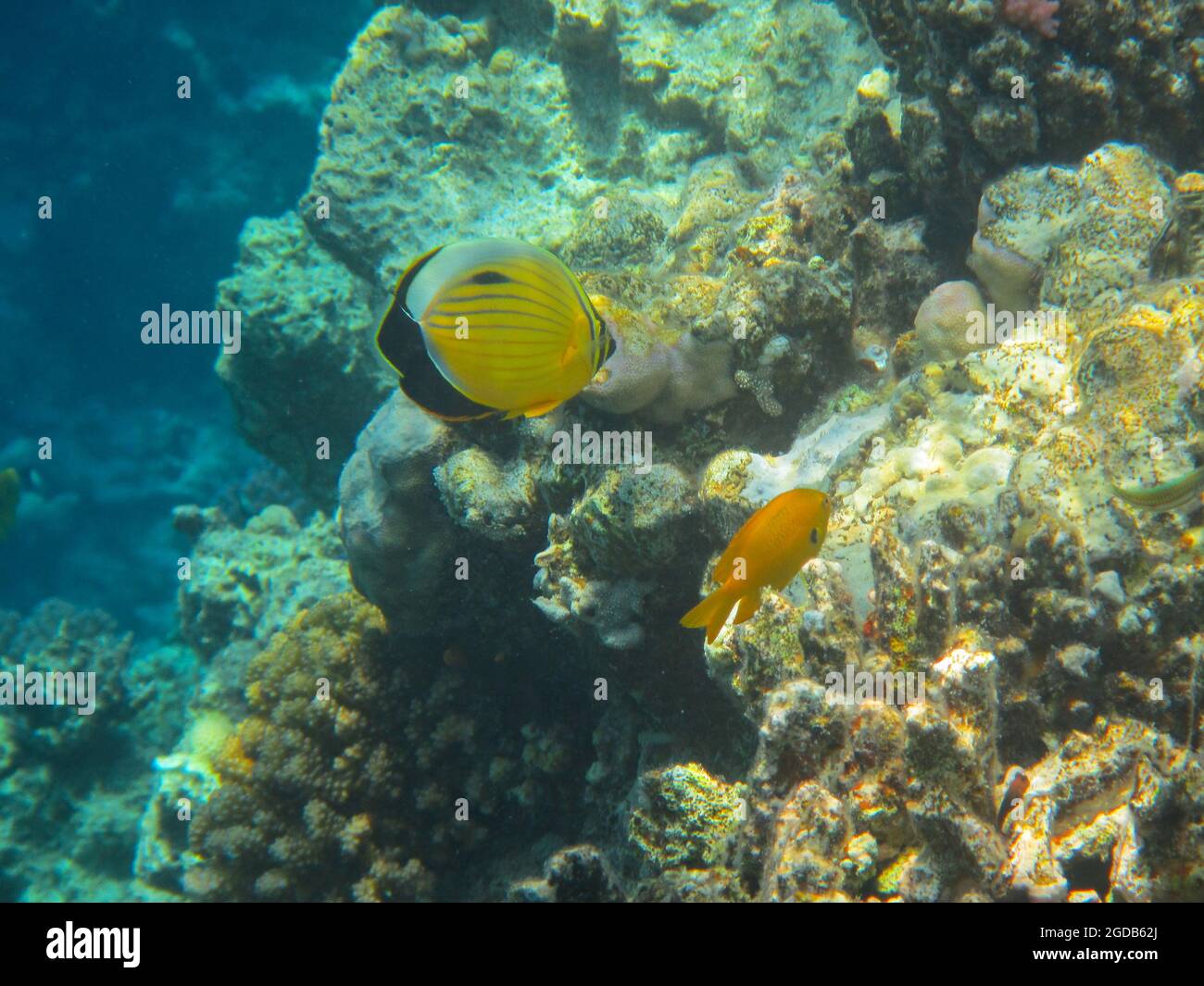 Fotografia subacquea delle barriere coralline del Mar Rosso nel Sinai del Sud Foto Stock