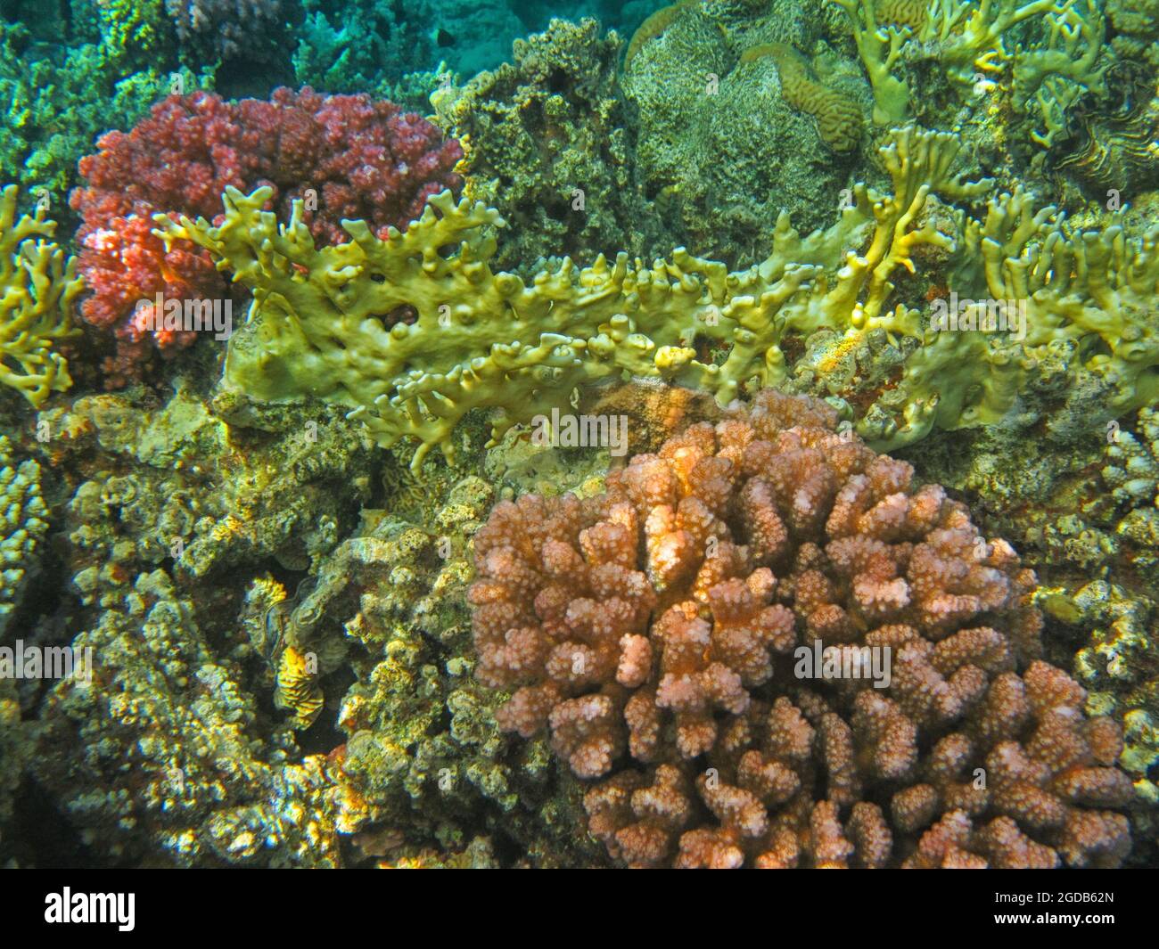 Fotografia subacquea delle barriere coralline del Mar Rosso nel Sinai del Sud Foto Stock