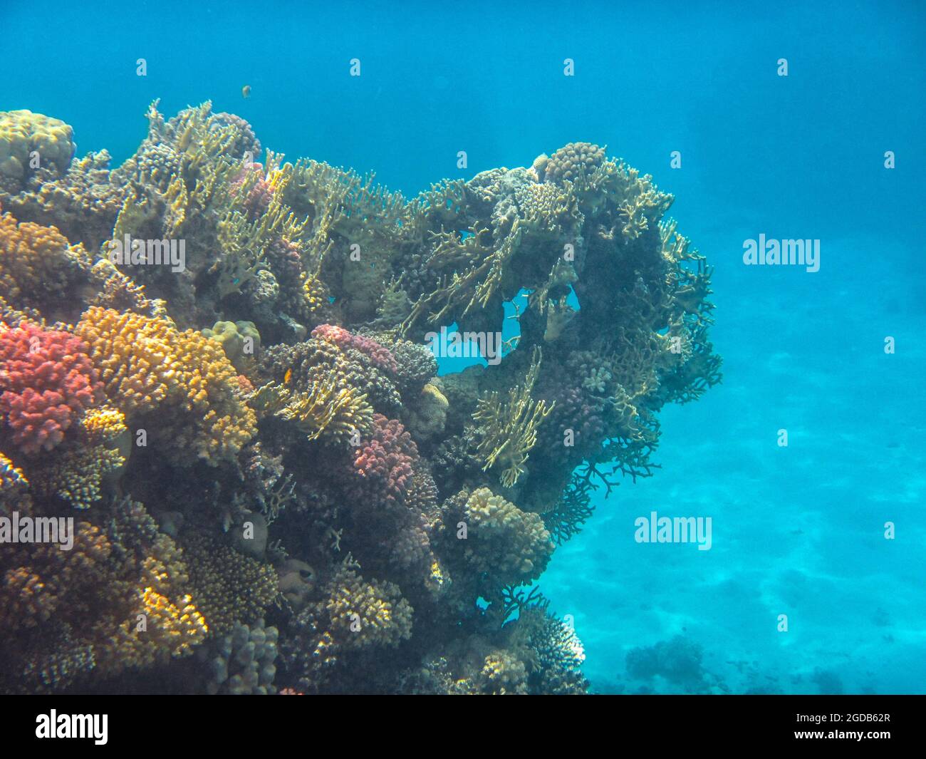 Fotografia subacquea delle barriere coralline del Mar Rosso nel Sinai del Sud Foto Stock