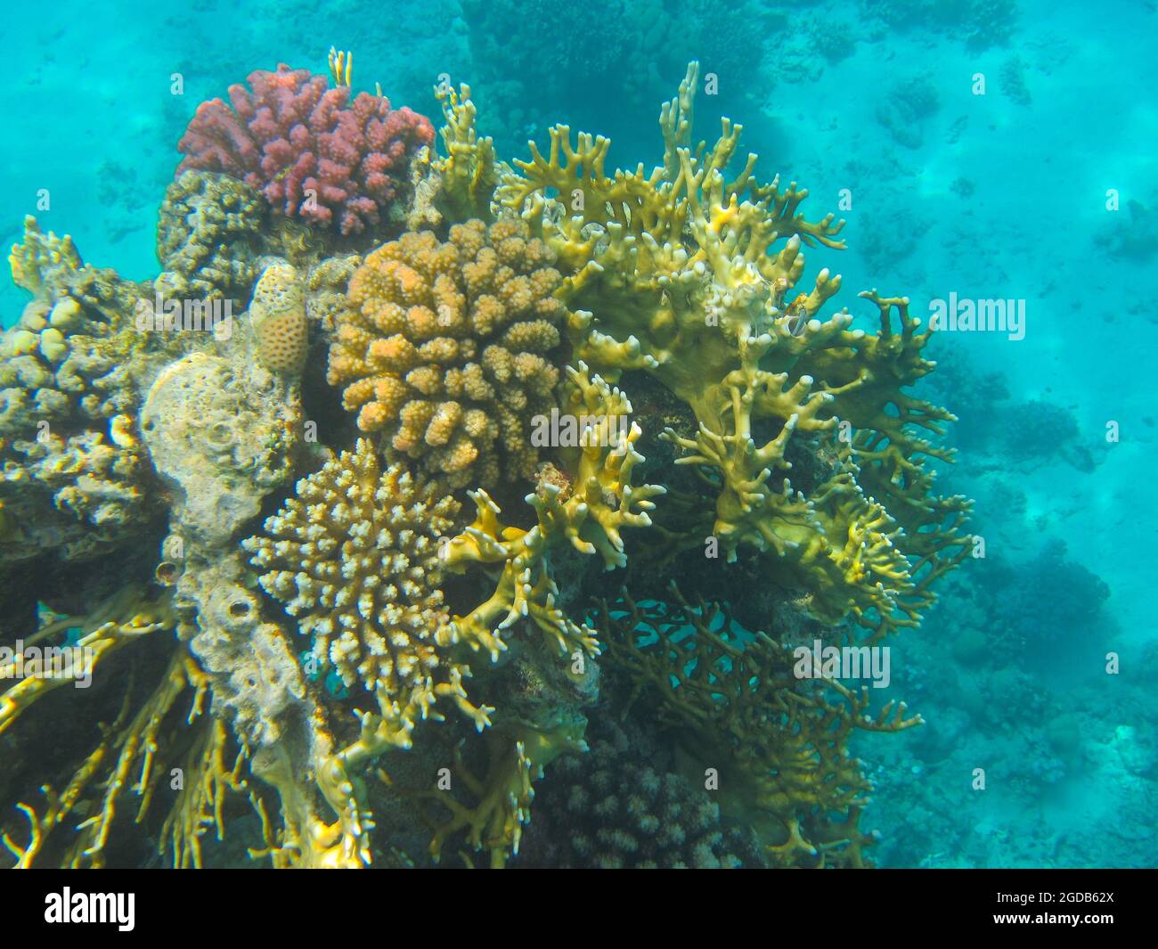 Fotografia subacquea delle barriere coralline del Mar Rosso nel Sinai del Sud Foto Stock