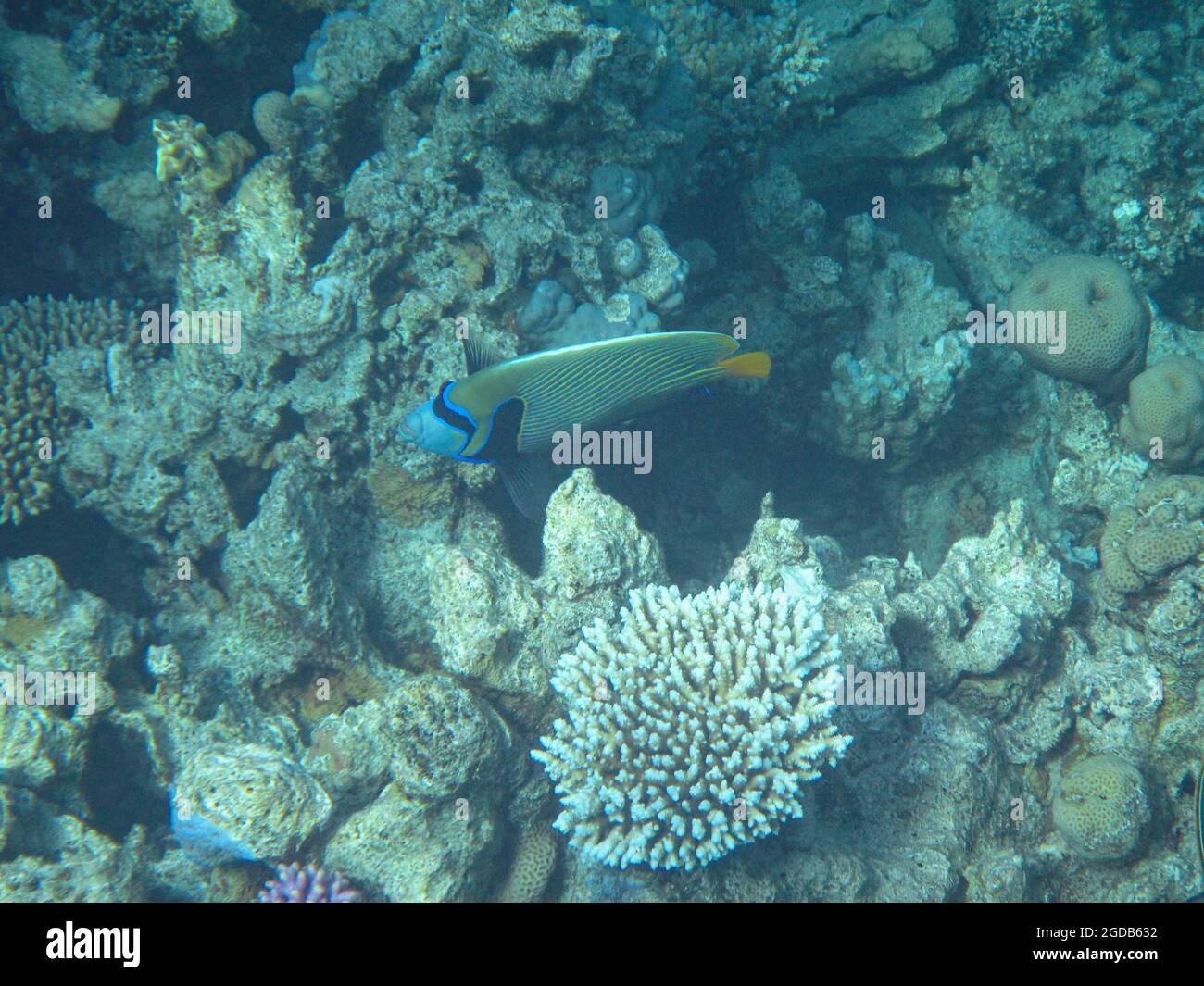 Fotografia subacquea delle barriere coralline del Mar Rosso nel Sinai del Sud Foto Stock