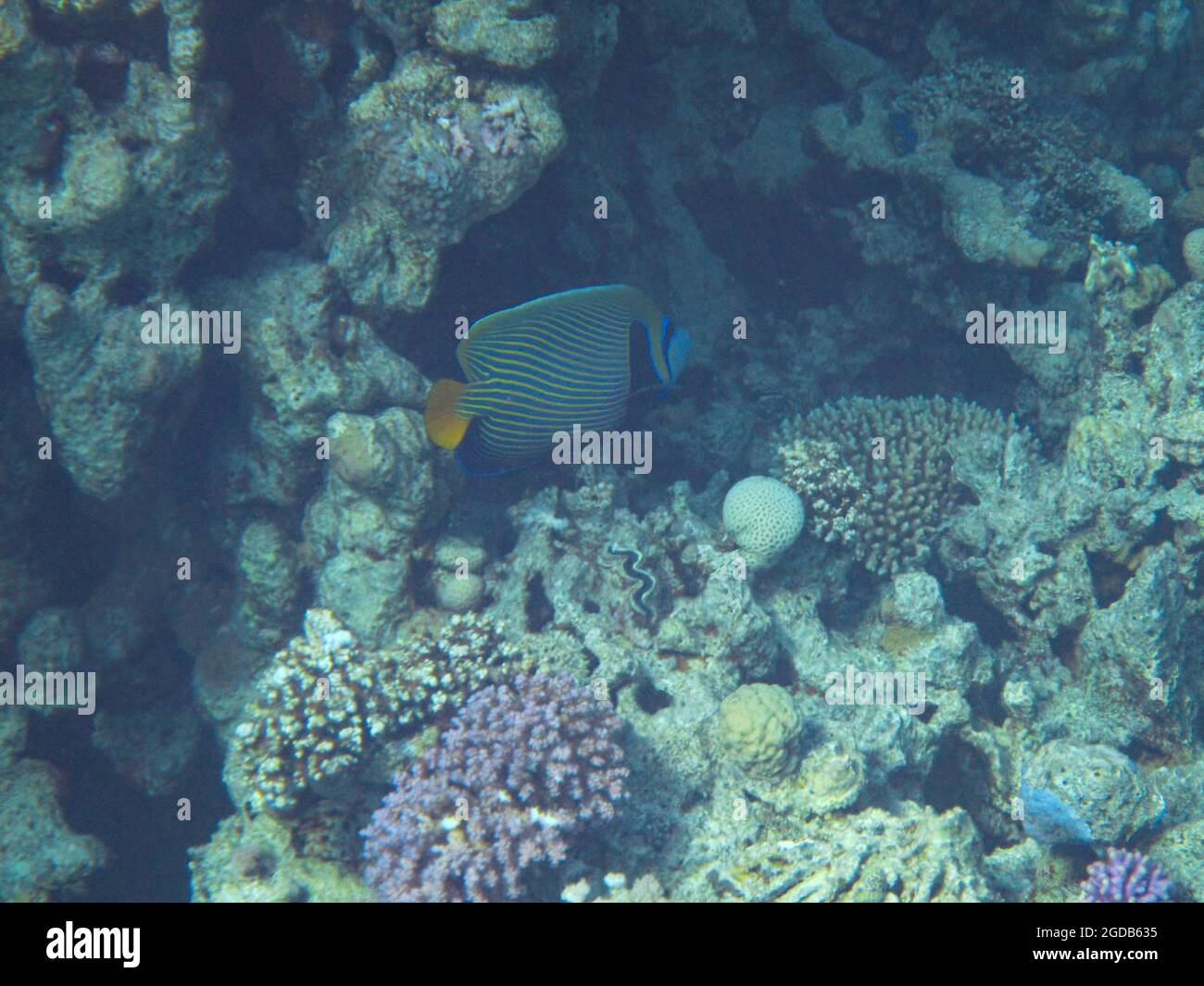 Fotografia subacquea delle barriere coralline del Mar Rosso nel Sinai del Sud Foto Stock