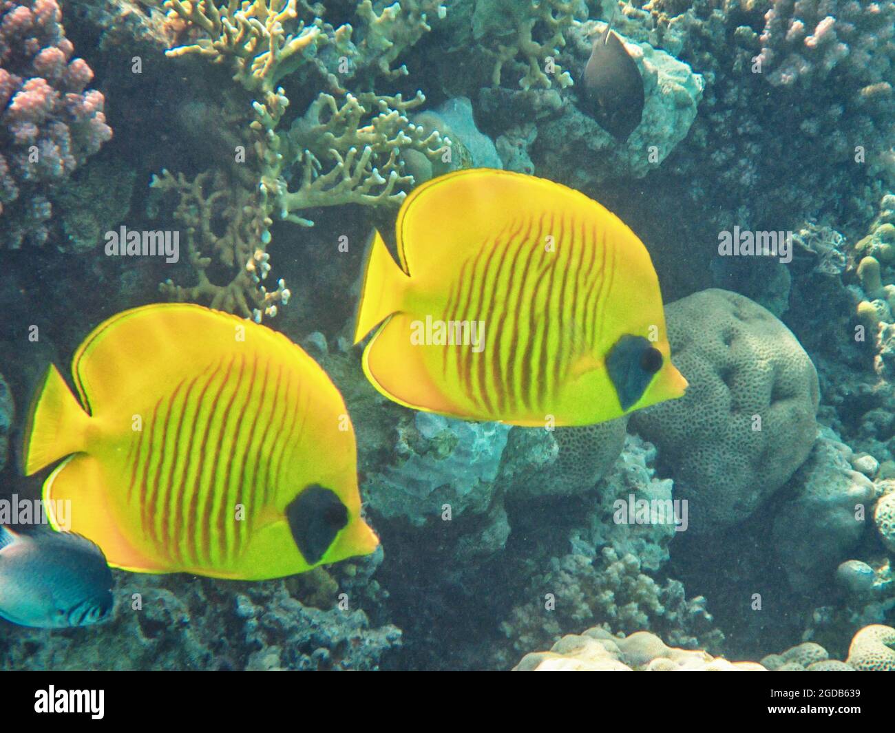 Fotografia subacquea delle barriere coralline del Mar Rosso nel Sinai del Sud Foto Stock