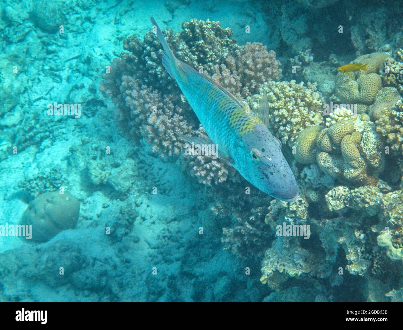 Fotografia subacquea delle barriere coralline del Mar Rosso nel Sinai del Sud Foto Stock