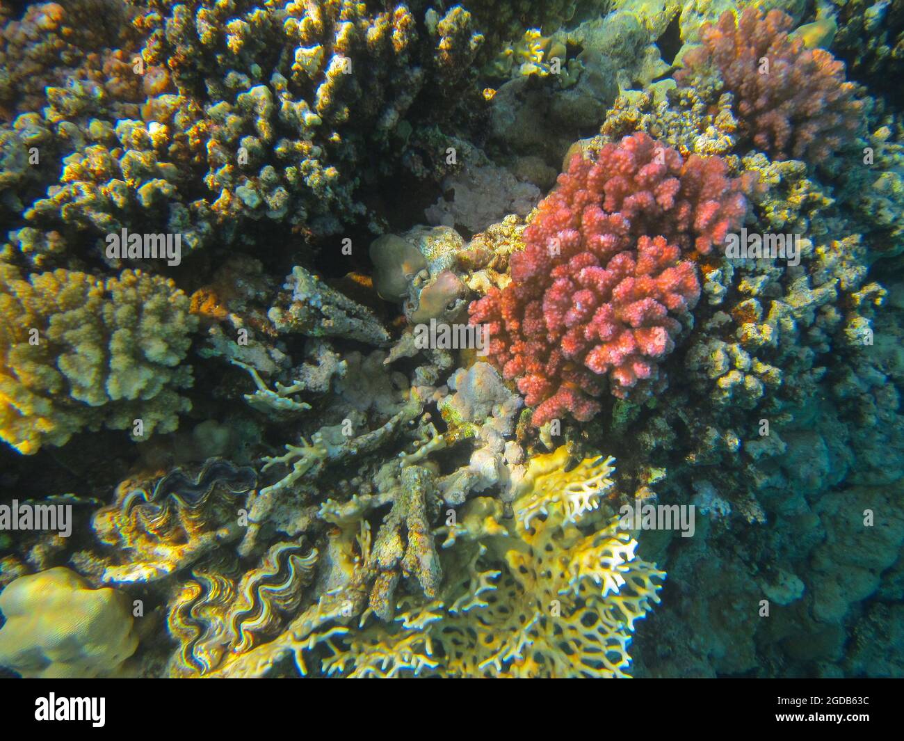 Fotografia subacquea delle barriere coralline del Mar Rosso nel Sinai del Sud Foto Stock
