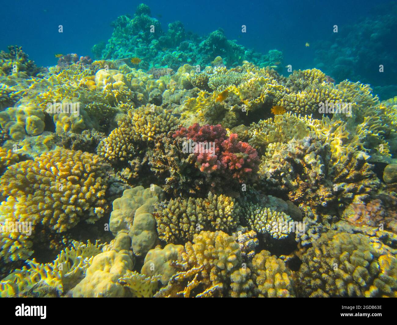 Fotografia subacquea delle barriere coralline del Mar Rosso nel Sinai del Sud Foto Stock