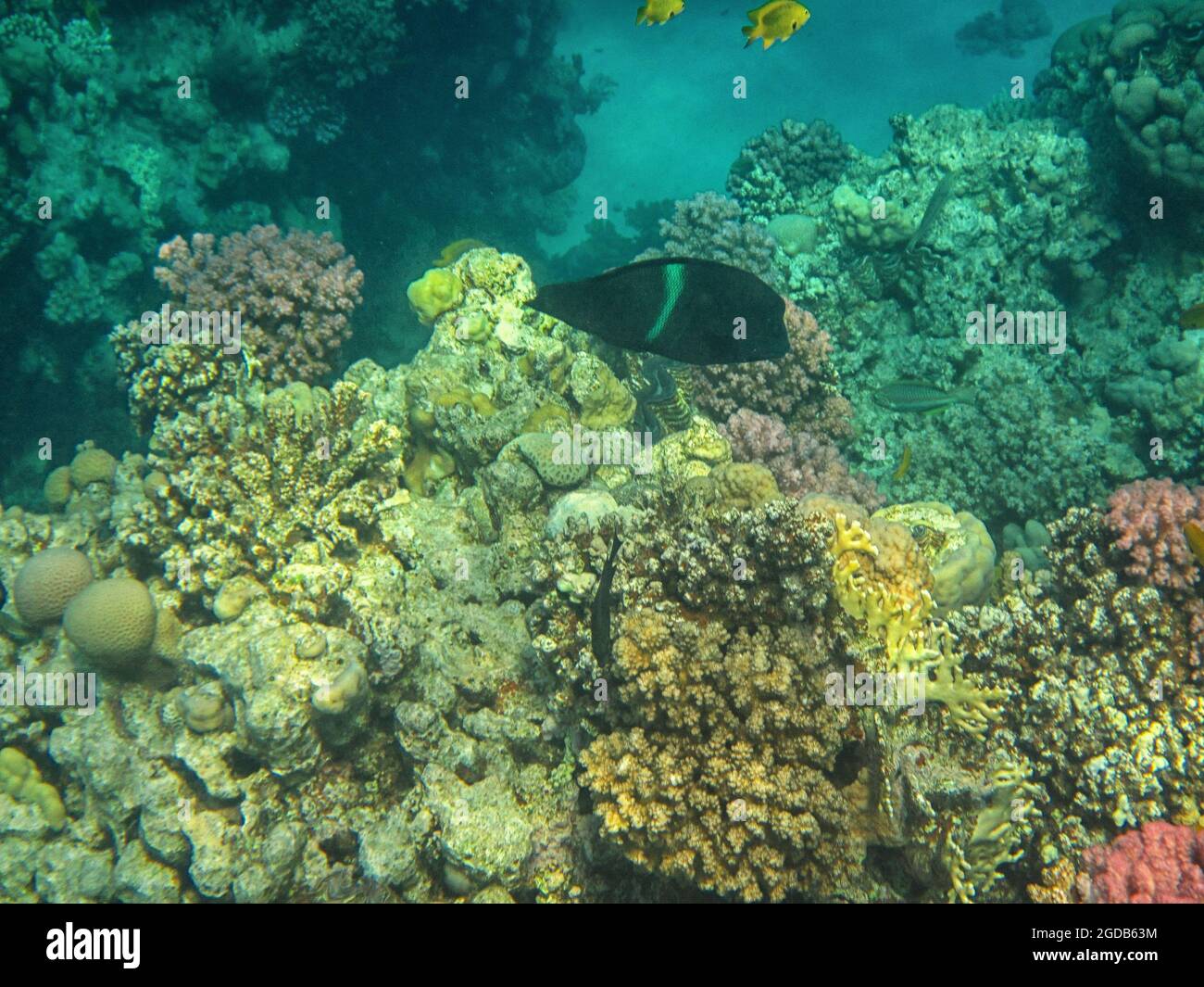 Fotografia subacquea delle barriere coralline del Mar Rosso nel Sinai del Sud Foto Stock