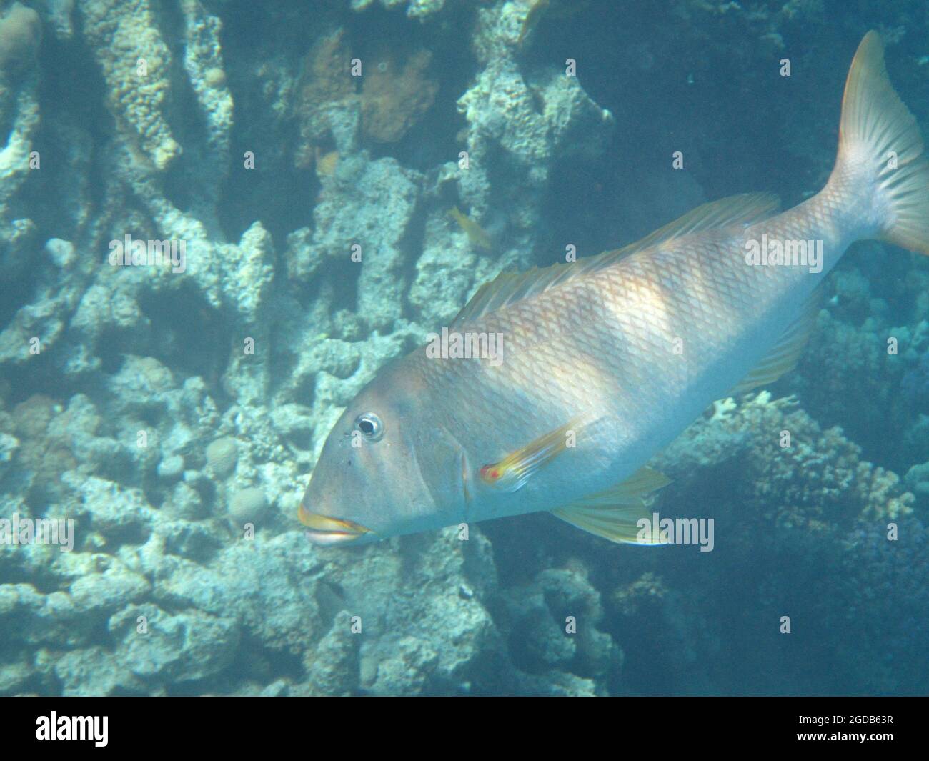Fotografia subacquea delle barriere coralline del Mar Rosso nel Sinai del Sud Foto Stock