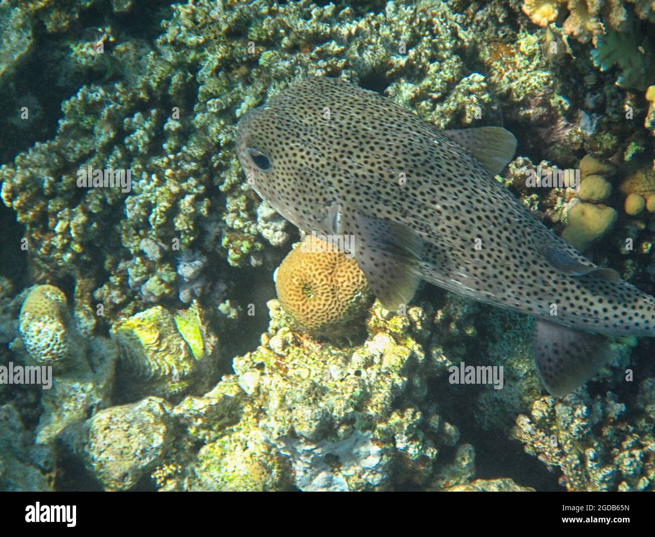 Fotografia subacquea delle barriere coralline del Mar Rosso nel Sinai del Sud Foto Stock