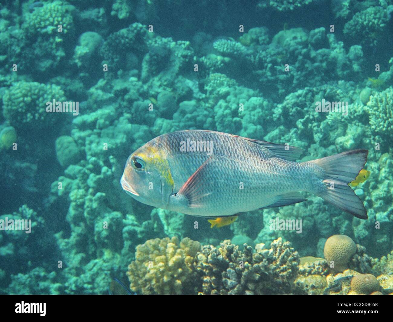 Fotografia subacquea delle barriere coralline del Mar Rosso nel Sinai del Sud Foto Stock