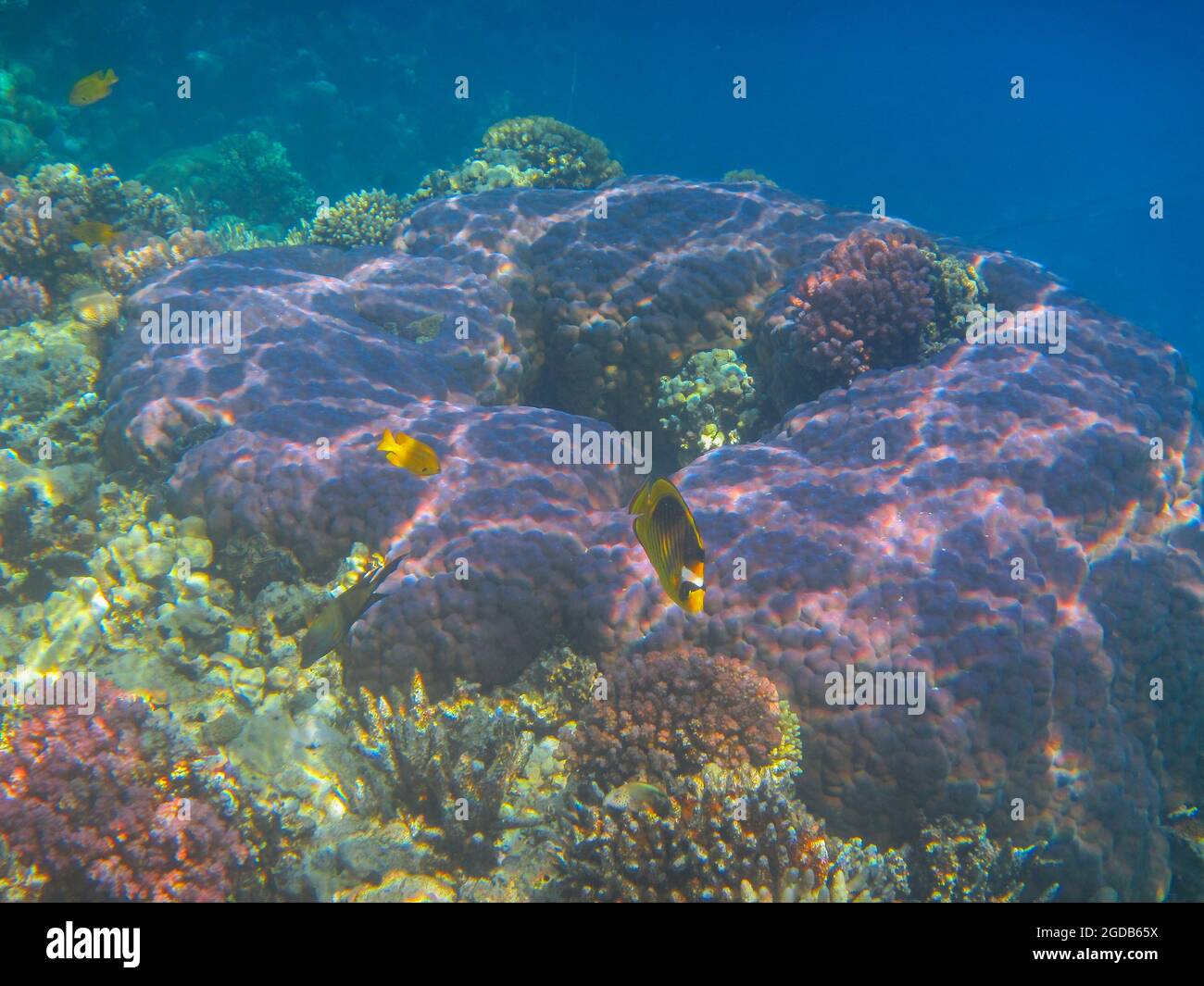 Fotografia subacquea delle barriere coralline del Mar Rosso nel Sinai del Sud Foto Stock