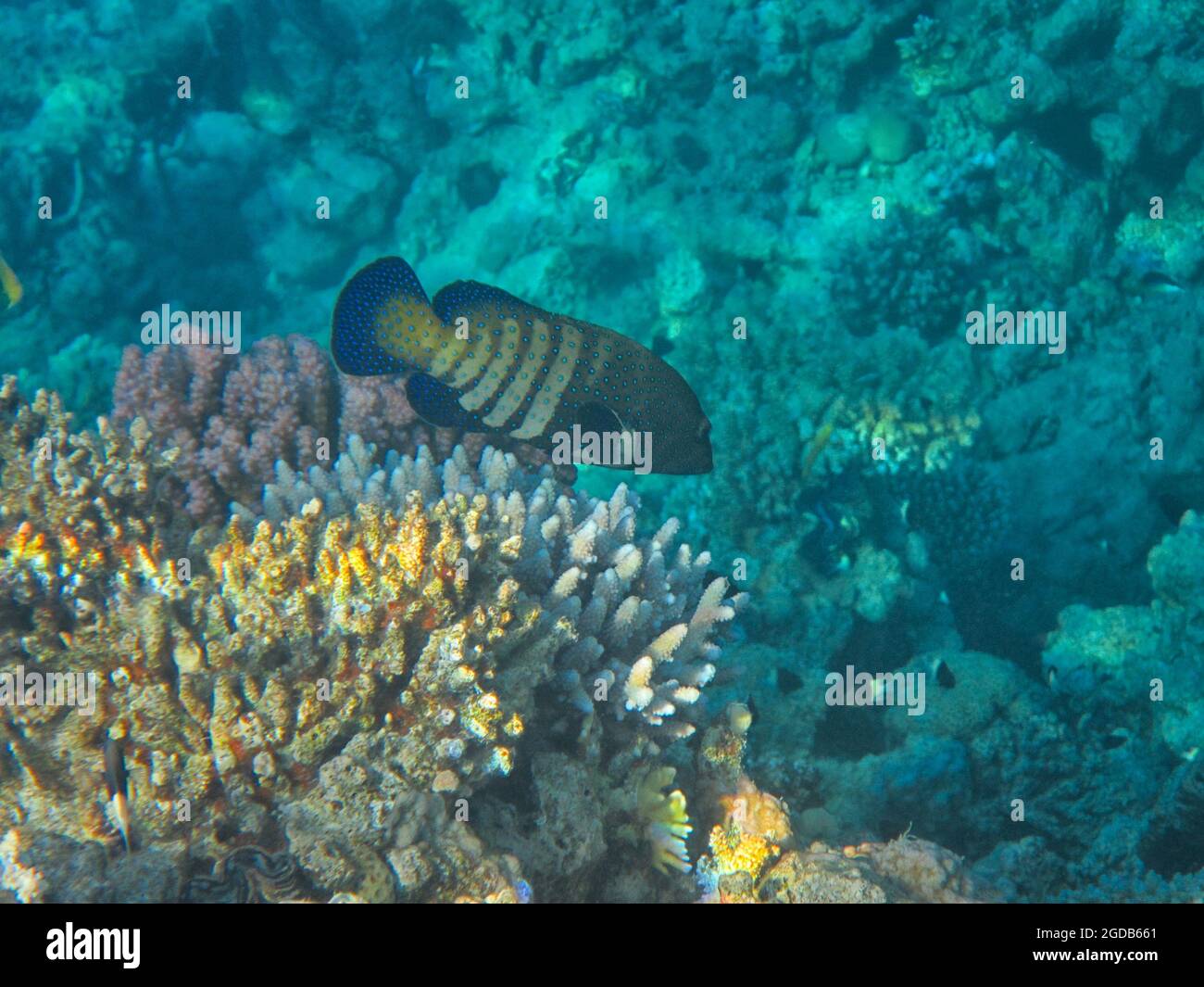 Fotografia subacquea delle barriere coralline del Mar Rosso nel Sinai del Sud Foto Stock